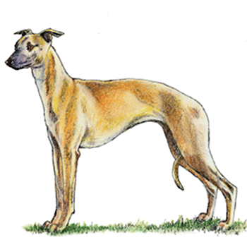 Whippet - Click Image to Close
